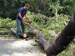 How Our Tree Care Process Works  in  Conneaut, OH